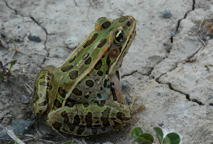 Northern Leopard Frog